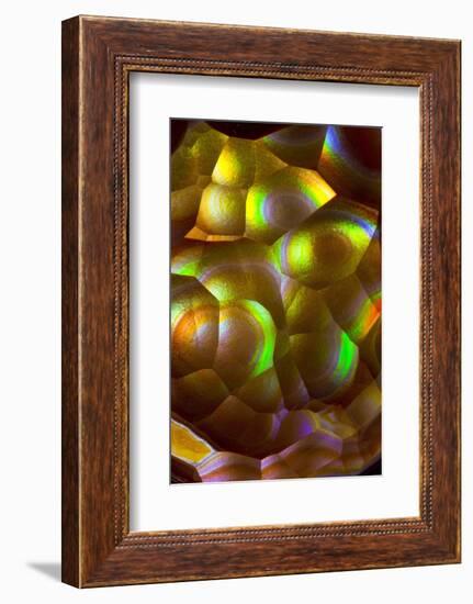 Fire Agate-Darrell Gulin-Framed Photographic Print