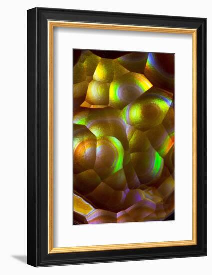 Fire Agate-Darrell Gulin-Framed Photographic Print