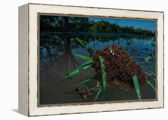 Fire ants swarm making a 'raft' to float in water, Texas, USA-Karine Aigner-Framed Premier Image Canvas