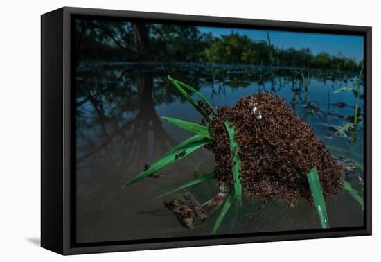 Fire ants swarm making a 'raft' to float in water, Texas, USA-Karine Aigner-Framed Premier Image Canvas