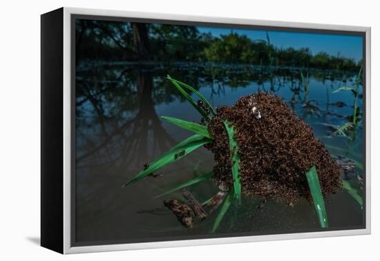 Fire ants swarm making a 'raft' to float in water, Texas, USA-Karine Aigner-Framed Premier Image Canvas