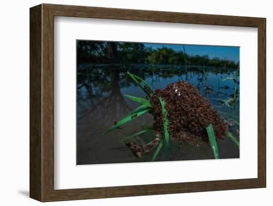 Fire ants swarm making a 'raft' to float in water, Texas, USA-Karine Aigner-Framed Photographic Print