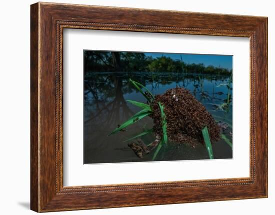 Fire ants swarm making a 'raft' to float in water, Texas, USA-Karine Aigner-Framed Photographic Print