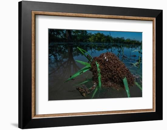 Fire ants swarm making a 'raft' to float in water, Texas, USA-Karine Aigner-Framed Photographic Print