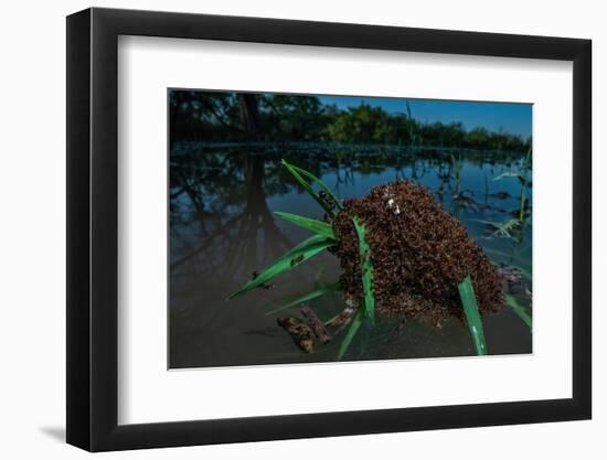 Fire ants swarm making a 'raft' to float in water, Texas, USA-Karine Aigner-Framed Photographic Print