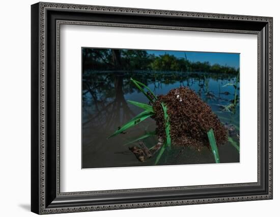 Fire ants swarm making a 'raft' to float in water, Texas, USA-Karine Aigner-Framed Photographic Print
