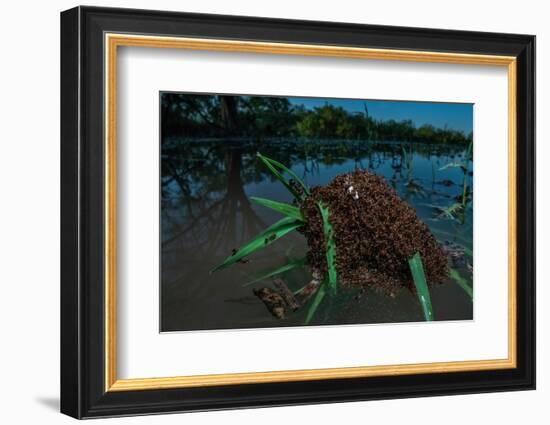 Fire ants swarm making a 'raft' to float in water, Texas, USA-Karine Aigner-Framed Photographic Print