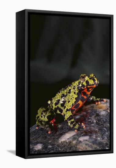 Fire-Bellied Toad-DLILLC-Framed Premier Image Canvas