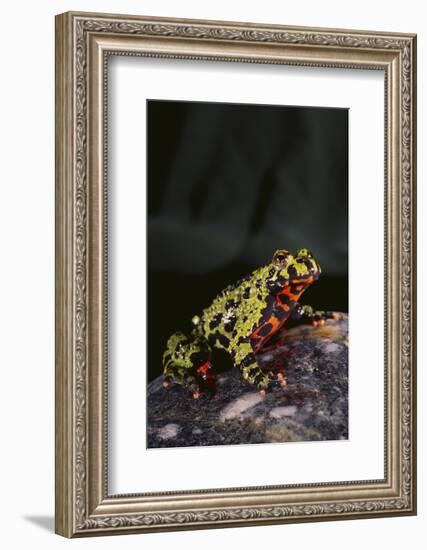 Fire-Bellied Toad-DLILLC-Framed Photographic Print