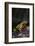 Fire-Bellied Toad-DLILLC-Framed Photographic Print