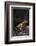 Fire-Bellied Toad-DLILLC-Framed Photographic Print