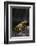 Fire-Bellied Toad-DLILLC-Framed Photographic Print