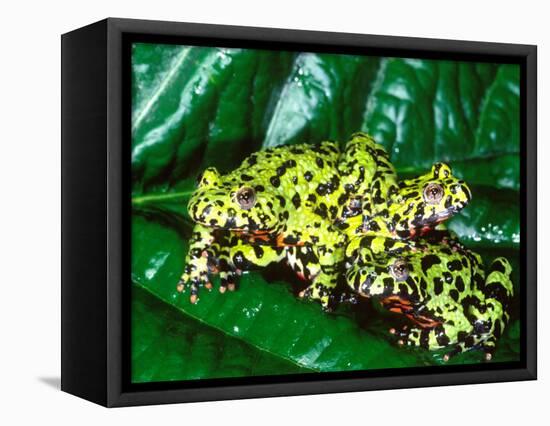 Fire Belly Toad, Native to Northeast China-David Northcott-Framed Premier Image Canvas