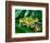 Fire Belly Toad, Native to Northeast China-David Northcott-Framed Photographic Print