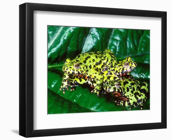 Fire Belly Toad, Native to Northeast China-David Northcott-Framed Photographic Print