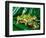 Fire Belly Toad, Native to Northeast China-David Northcott-Framed Photographic Print