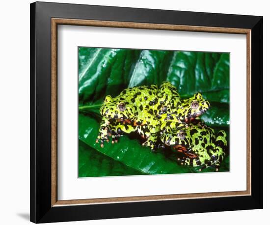 Fire Belly Toad, Native to Northeast China-David Northcott-Framed Photographic Print