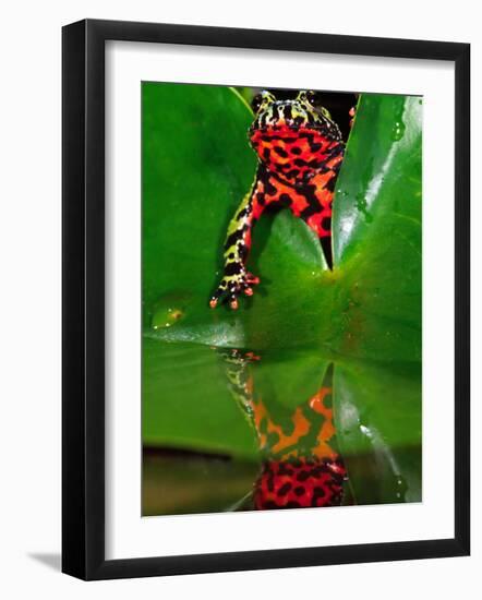 Fire Belly Toad, Native to Northeast China-David Northcott-Framed Photographic Print