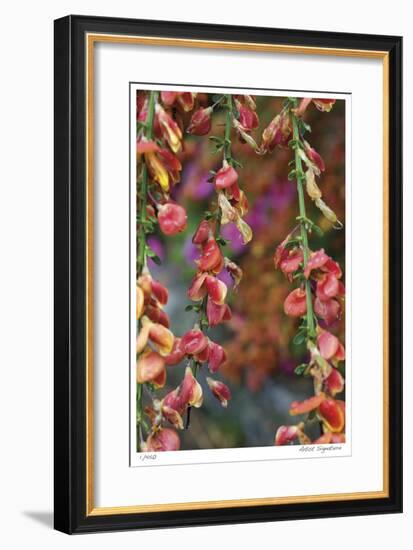 Fire Bush-Stacy Bass-Framed Giclee Print