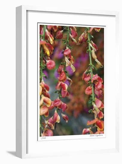 Fire Bush-Stacy Bass-Framed Giclee Print