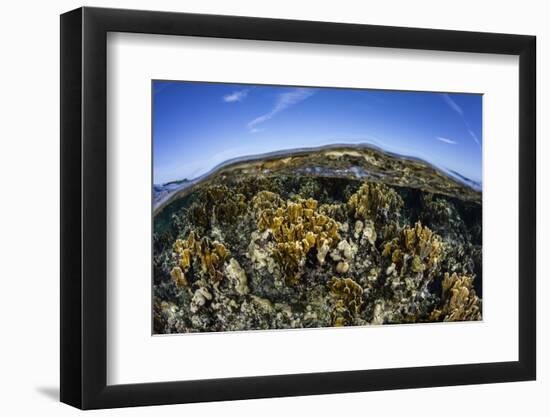 Fire Corals Grow Along a Reef Crest in the Caribbean Sea-Stocktrek Images-Framed Photographic Print