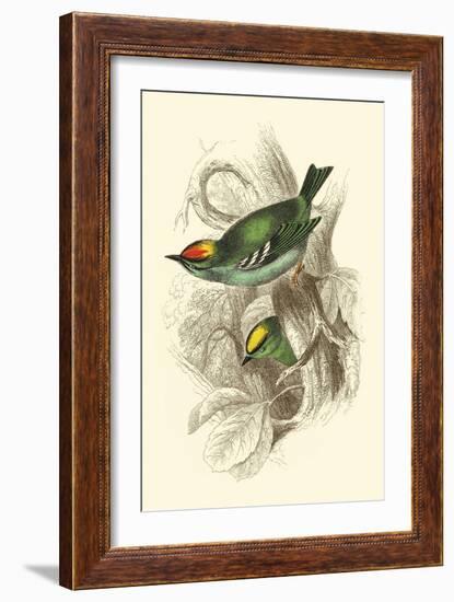 Fire-Crowned and Common Goldcrest-Sir William Jardine-Framed Art Print
