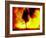 Fire Dancing, Bali, Indonesia-Jay Sturdevant-Framed Photographic Print