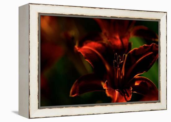 Fire Flowers-Howard Ruby-Framed Premier Image Canvas