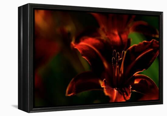 Fire Flowers-Howard Ruby-Framed Premier Image Canvas