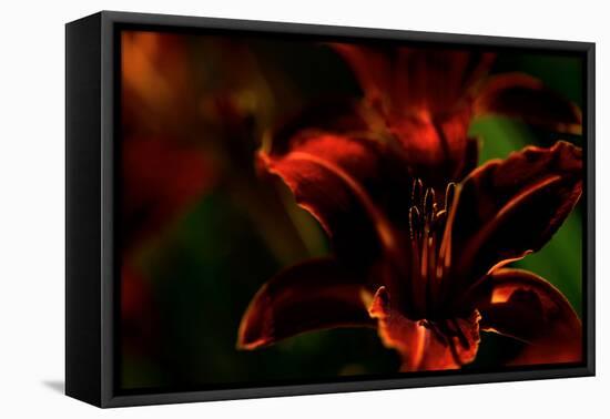 Fire Flowers-Howard Ruby-Framed Premier Image Canvas