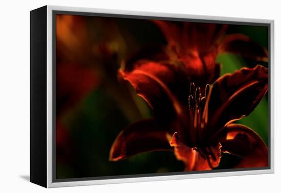 Fire Flowers-Howard Ruby-Framed Premier Image Canvas