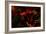 Fire Flowers-Howard Ruby-Framed Photographic Print