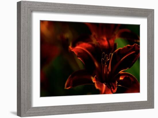 Fire Flowers-Howard Ruby-Framed Photographic Print