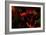 Fire Flowers-Howard Ruby-Framed Photographic Print