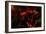 Fire Flowers-Howard Ruby-Framed Photographic Print