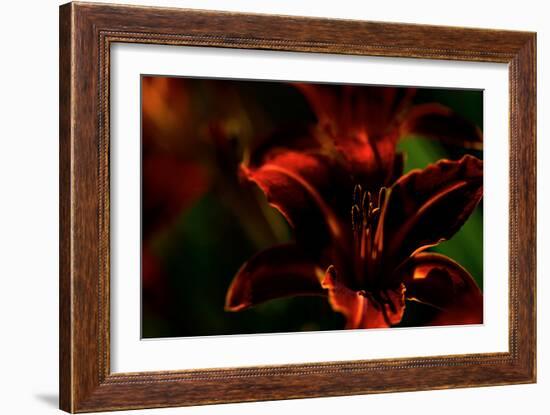 Fire Flowers-Howard Ruby-Framed Photographic Print