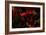 Fire Flowers-Howard Ruby-Framed Photographic Print