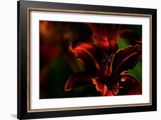 Fire Flowers-Howard Ruby-Framed Photographic Print