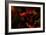 Fire Flowers-Howard Ruby-Framed Photographic Print