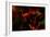 Fire Flowers-Howard Ruby-Framed Photographic Print