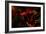 Fire Flowers-Howard Ruby-Framed Photographic Print