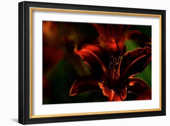 Fire Flowers-Howard Ruby-Framed Photographic Print