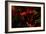 Fire Flowers-Howard Ruby-Framed Photographic Print