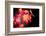 Fire Leaves-Philippe Sainte-Laudy-Framed Photographic Print