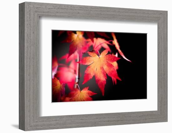 Fire Leaves-Philippe Sainte-Laudy-Framed Photographic Print