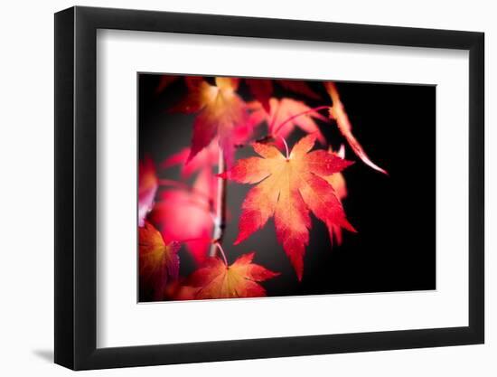 Fire Leaves-Philippe Sainte-Laudy-Framed Photographic Print