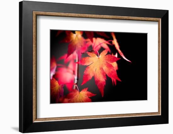 Fire Leaves-Philippe Sainte-Laudy-Framed Photographic Print