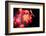 Fire Leaves-Philippe Sainte-Laudy-Framed Photographic Print