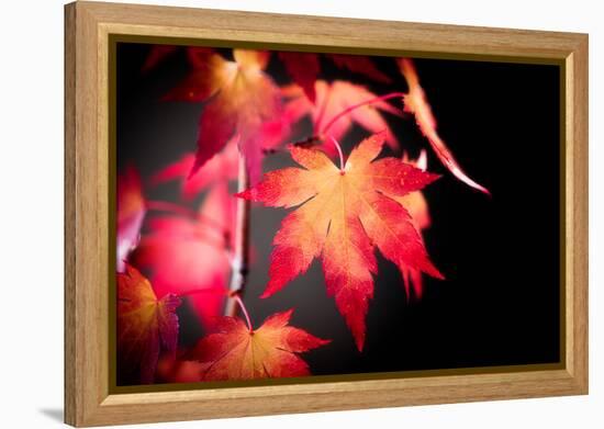 Fire Leaves-Philippe Sainte-Laudy-Framed Premier Image Canvas