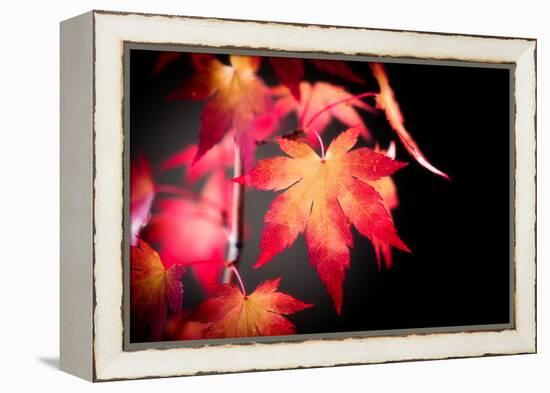 Fire Leaves-Philippe Sainte-Laudy-Framed Premier Image Canvas